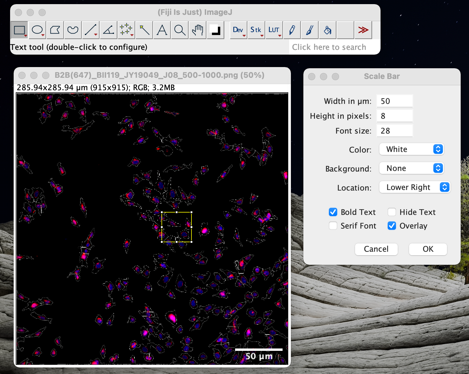 Crop image and add scale bar with ImageJ/Fiji