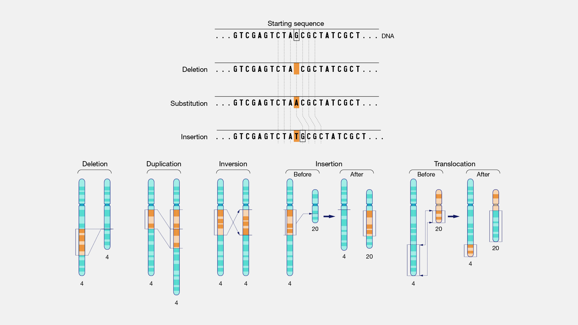 Nomenclature for the description of mutations and variations