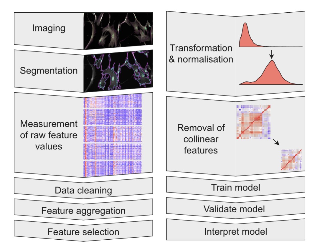 Multiplex image-based phenotypic data analysis